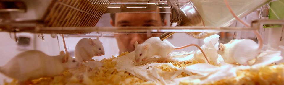 CAMUNDONGO0020/CAMPINAS/SP 05/07/2012/ESPECIAL DOMINICAL/OE/EXCLUSIVO/VIDA&.Na foto o Biotério  com camondongos especiais no laboratório de Modificação de Genomas .FOTO EPITACIO PESSOA/AE