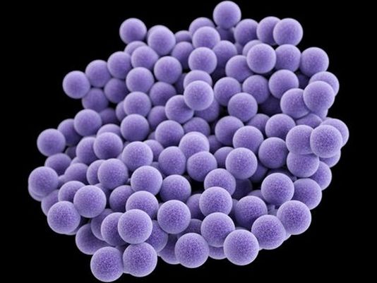Staphylococcus aureus bactéria presente principalmente na nossa pele, nariz e boca.